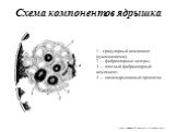 Схема компонентов ядрышка. 1 – гранулярный компонент (нуклеолонема); 2 — фибриллярные центры; 3 — плотный фибриллярный компонент; 4 — околоядрышковый хроматин. http://biology-of-cell.narod.ru/nucleus8.html