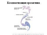 Компактизация хроматина. http://main.rudn.ru/_new/russian/win/dpo/clingen/02_genetics/02_02_chromosome/02_02_chromosome.htm