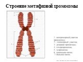 Строение метафазной хромосомы. 1 - центромерный участок хромосомы; 2 – теломерный участок; 3 - дочерние хроматиды; 4 - гетерохроматин; 5 - эухроматин; 6 - маленькое плечо; 7- большое плечо. http://intranet.tdmu.edu.ua/data/kafedra/