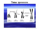 Типы хромосом
