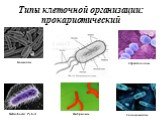 Типы клеточной организации: прокариотический. Стрептококки Вибрионы Helicobacter Pylori Сальмонеллы Бациллы