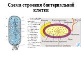 Схема строения бактериальной клетки. 1 - клеточная стенка; 2 - плазматическая мембрана; 3 - ДНК нуклеоида, 4 - полирибосомы цитоплазмы; 5 - мезосома; 6 - ламеллярные структуры; 7 - впячивания плазмалеммы; 8 - скопления хроматофоров; 9 - вакуоли с включениями; 10 - бактериальные жгутики; 11 - пластин