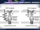 Генетика антигенраспознающего рецептора Т-клеток Слайд: 24
