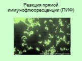 Реакция прямой иммунофлюоресценции (ПИФ)