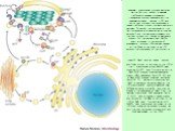 Legionella pneumophila proteins secreted via the Dot/Icm (defect in organelle trafficking/intracellular multiplication) translocation system associate with the Legionella-containing vacuole (LCV) and recruit host proteins that are involved in vesicle trafficking through the early secretory pathway. 