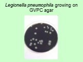 Legionella pneumophila growing on GVPC agar