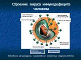 Строение вируса иммунодефицита человека. Гликопротеин(g41)‏. Гликопротеин(g120)‏. Протеин(р160)‏. Обратная транскриптаза. Семейство ретровирусов, подсемейство медленных вирусов-Lentivirus .