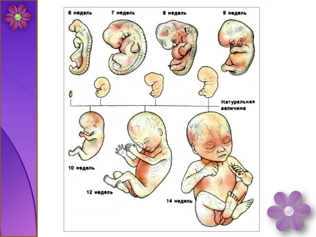 Внутриутробное развитие плода презентация