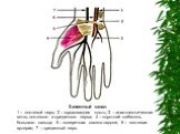 Запястный канал 1 – локтевой нерв; 2 – гороховидная кость; 3 – анастомотическая ветвь локтевого и срединного нерва; 4 – короткий сгибатель большого пальца; 5 – поперечная связка ладони; 6 – локтевая артерия; 7 – срединный нерв.