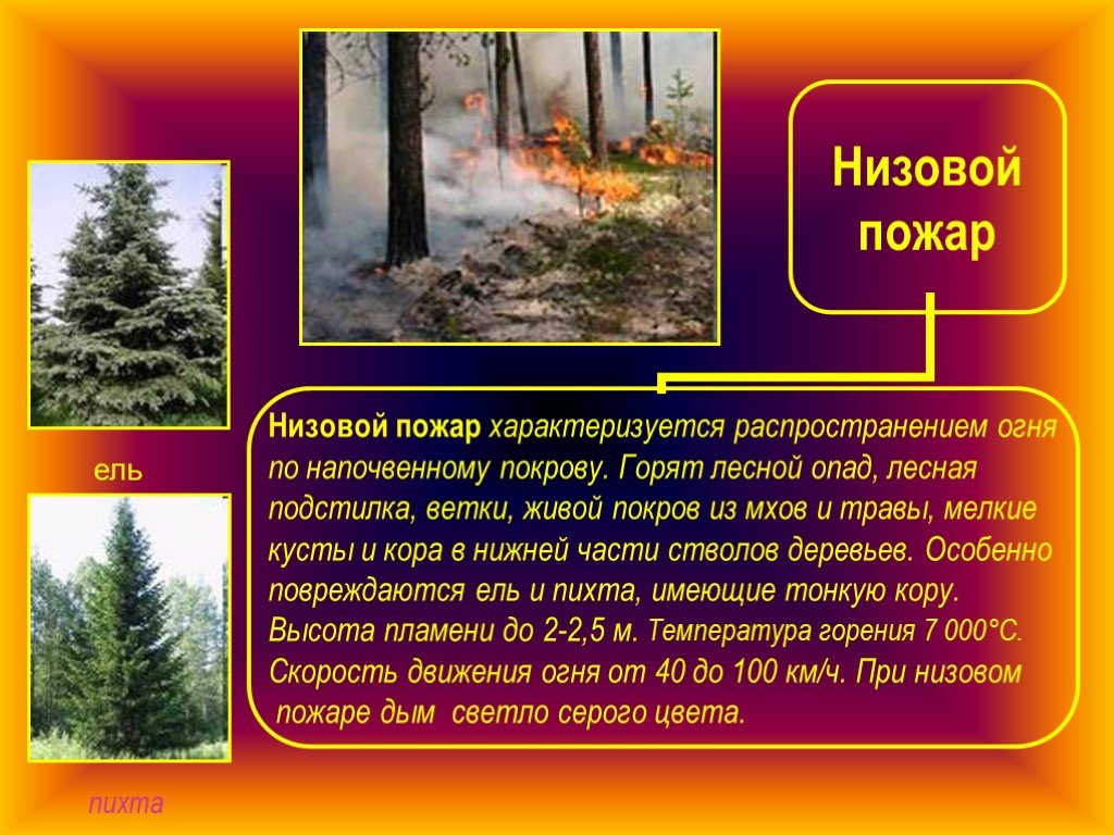 Характеристика лесных пожаров обж. Низовой Лесной пожар. Низовой пожар характеристика. Лесные пожары низовые и верховые. Лесной низовой пожар характеристика.