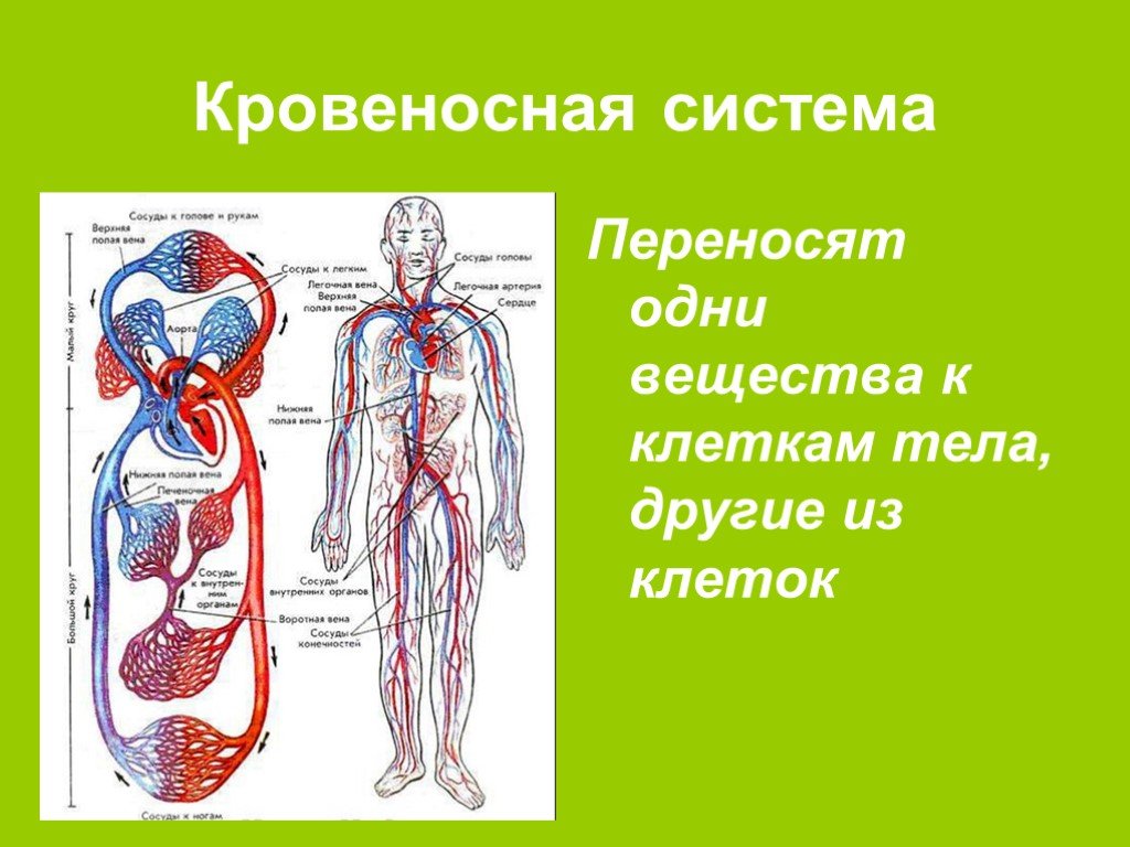 Кровеносная система человека доставляет лекарственные впр. Система кровообращения человека 3 класс. Кровеносная система человека 3 класс окружающий мир презентация. Организм человека 3 класс окружающий мир кровеносная система. Органы кровеносной системы человека 4 класс.