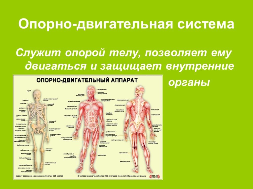 Фото строения человека 4 класс. Организм человека. Опорно-двигательная система человека. Органы человека 4 класс окружающий мир. Органы опорно двигательной системы человека.