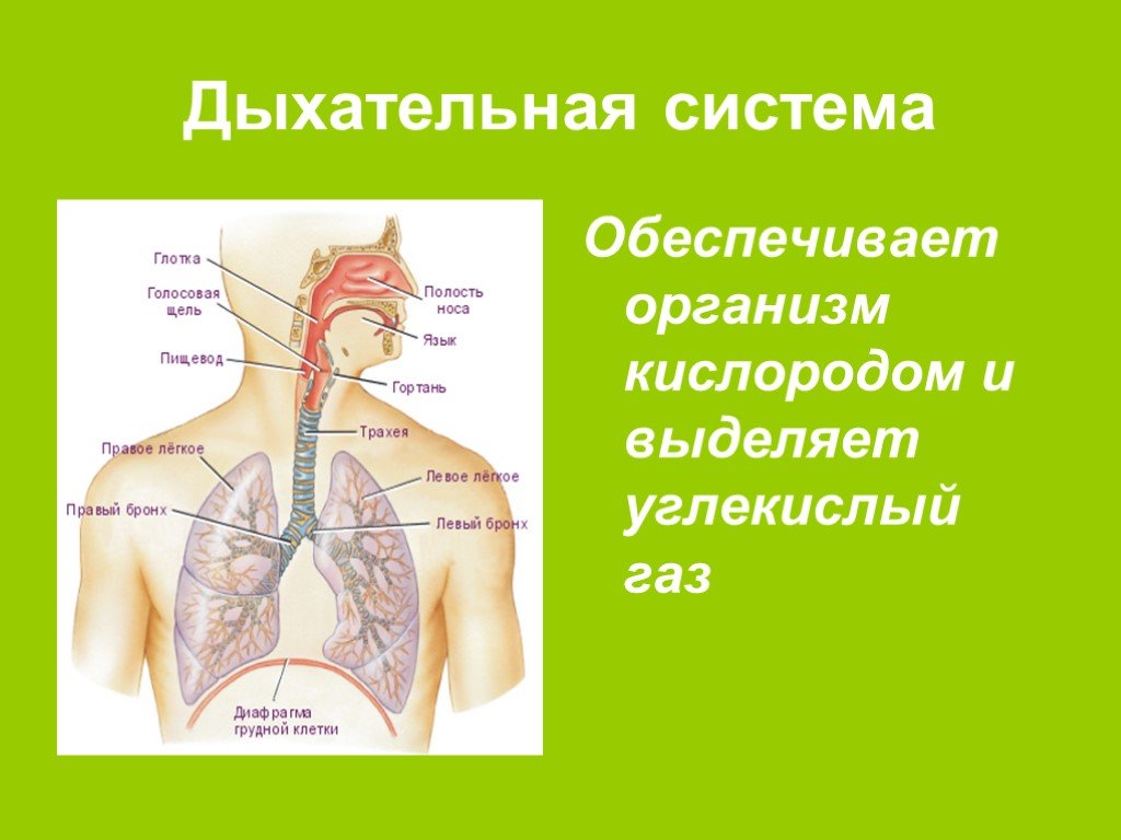 Легкие доклад 3 класс. Система органов дыхания человека 3 класс окружающий мир. Окруж мир 4 кл дыхательная система. Система органов дыхания человека 8 класс. Органы дыхательной системы человека 4 класс.