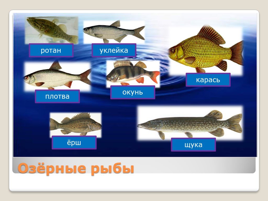 В водоеме обитают разнообразные организмы окунь щука. Озерные рыбы. Рыбы с названиями для детей. Озёрные рыбы для дошкольников. Рыбы щука и карась.