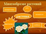 Многообразие растений. растения папоротники мхи водоросли цветковые хвойные