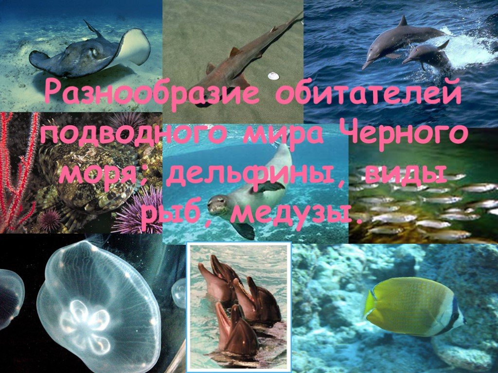 Урок черное море. Обитатели черного моря. Обитатели черного моря для детей. Презентация морские обитатели черного моря. Подводный мир Краснодарского края.