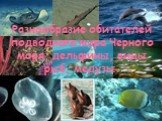 Разнообразие обитателей подводного мира Черного моря; дельфины, виды рыб, медузы.