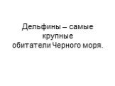 Дельфины – самые крупные обитатели Черного моря.