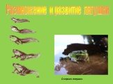 Размножение и развитие лягушки. Озерная лягушка