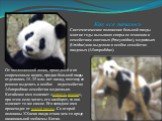 Как все началось Систематическое положение большой панды многие годы вызывало споры: ее относили к семействам енотовых (Procyonidae), медвежьих (Ursidae) или выделяли в особое семейство пандовых (Ailuropodidae). От эволюционной линии, приведшей к их современным видам, предки большой панды отделились
