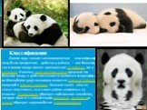 Классификация Долгие годы точная таксономическая классификация панд была предметом дебатов у учёных — как большая, так и малая панды имеют признаки как медвежьих, так и енотовых. Наконец, генетические тесты доказали что большие панды в действительности являются медведями, а их ближайшим родственнико