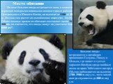 Место обитания На воле большая панда встречается лишь в немногих поросших холодными влажными лесами горных районах Центрального и Южного Китая, на высотах от 1200 до 4000 м. Именно там растет их излюбленное лакомство - бамбук. Общая площадь ареала их обитания составляет около 30 000 км, но считается