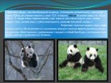 Большая панда, или бамбуковый медведь (Ailuropoda melanoleuca), достигает длины 1,5 м, не считая хвоста ) , еще 12,5 и массы 160 кг. И имеет массу от 30 до 160 кг. У зверя очень характерный узор: черные или темно-бурые уши, «очки» вокруг глаз, мочка носа, губы и конечности, включая плечевой «хомут».