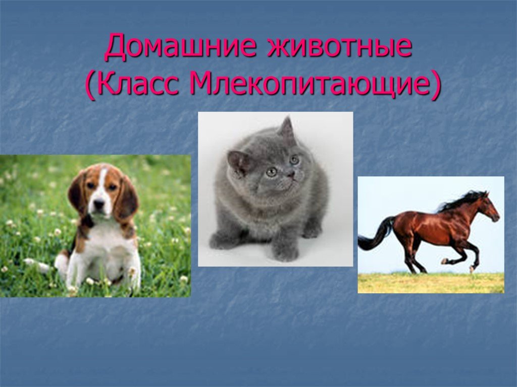 Проект про домашних животных 1 класс