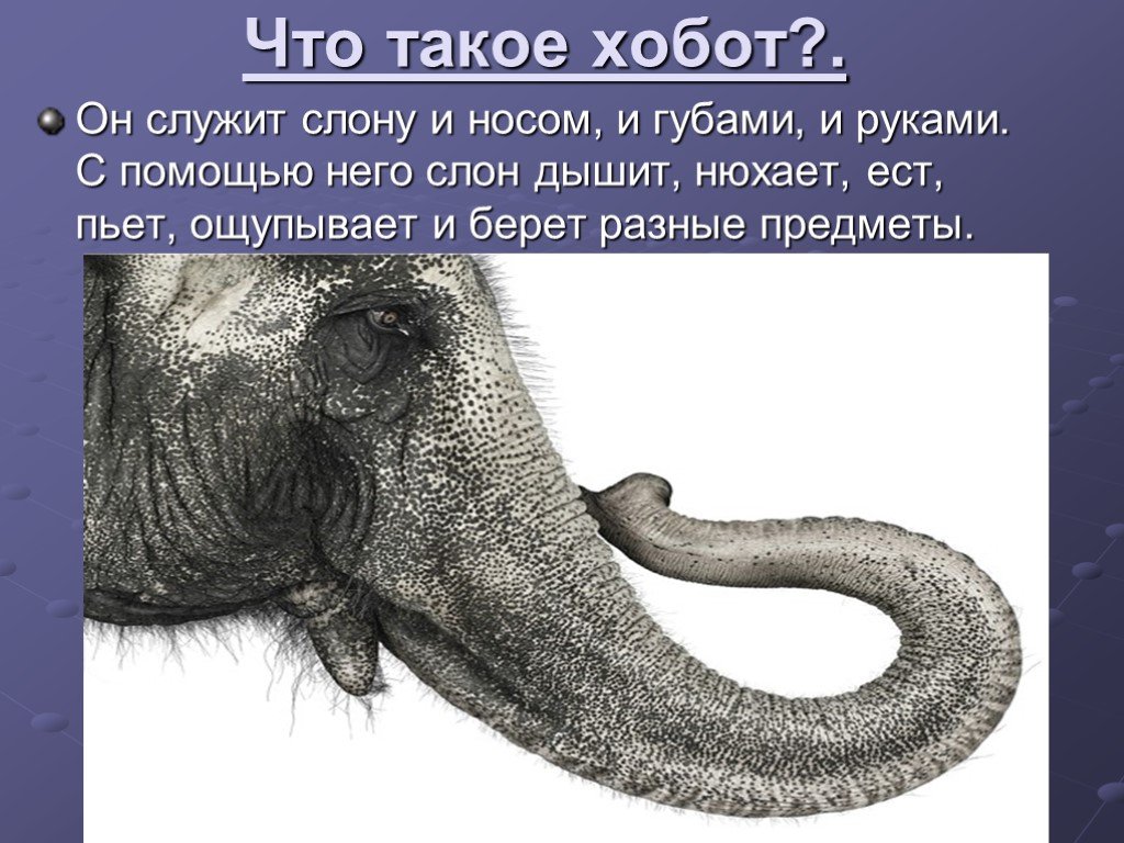 Возникновение хобота у слона можно объяснить. Слоны для презентации. Презентация на тему слонов. Слон окружающий мир. Строение хобота слона.