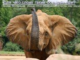 Для чего слону такие большие уши? Своими огромными ушами слон обмахивается когда ему жарко.