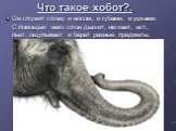 Что такое хобот?. Он служит слону и носом, и губами, и руками. С помощью него слон дышит, нюхает, ест, пьет, ощупывает и берет разные предметы.