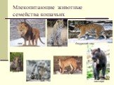 Млекопитающие животные семейства кошачьих. лев Амурский тигр леопард рысь пума пантера Снежный барс