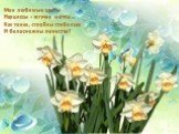 Мои любимые цветы Нарциссы - жгучие мечты… Как тонки, стройны стебельки И белоснежны лепестки!