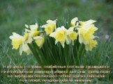 Нарциссы это травы, снабжённые плотными луковицами и лентообразными различной ширины листьями. Цветы сидят на верхушках безлистных стеблей, одетых плёнчатой поволокой, по одному или по нескольку.