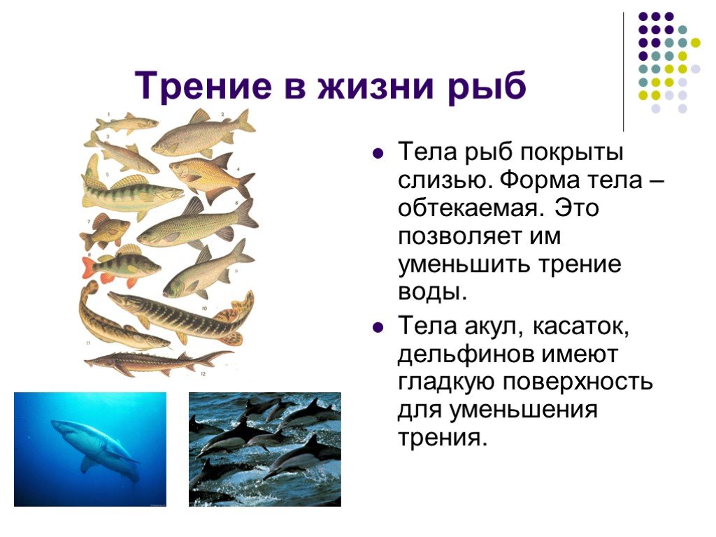 Слизь которой покрыта рыба выделяется. Форма тела рыб. Рыбы с обтекаемой формой тела. Обтекаемая форма рыб. Форма тела рыбы обтекаемая это позволяет.