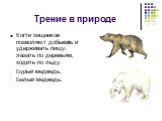 Трение в природе. Когти хищников позволяют добывать и удерживать пищу, лазать по деревьям, ходить по льду: Бурый медведь; Белый медведь.