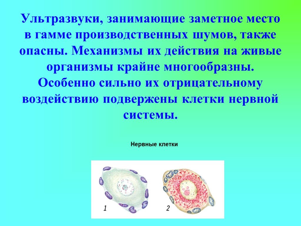 Презентация влияние ультразвука на организм человека