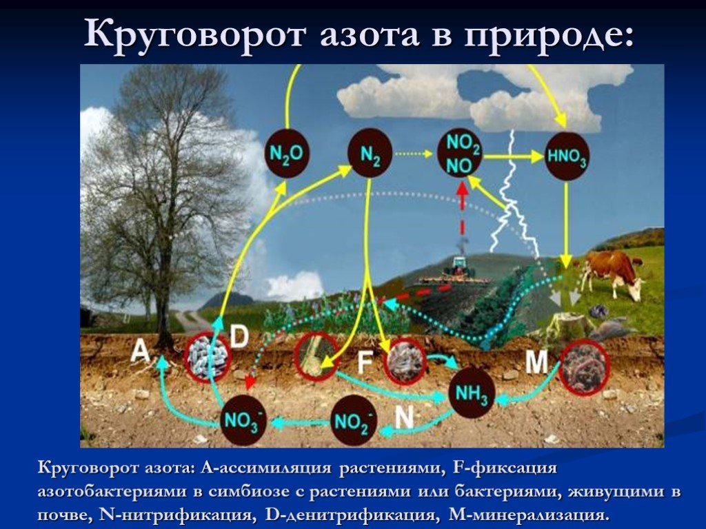 Презентация на тему круговорот азота в природе