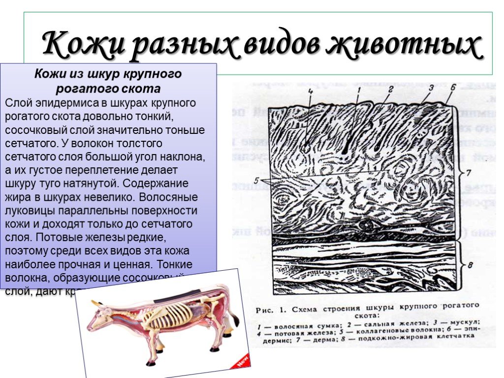 Кожа животных схема