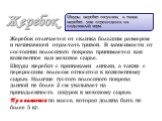 Жеребок. Жеребок отличается от склизка большим размером и начинающей отрастать гривой. В зависимости от состояния волосяного покрова принимается как кожевенное или меховое сырье. Шкуры жеребят с признаками линьки, а также с переросшим волосом относятся к кожевенному сырью. Наличие густого волосяного