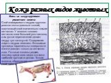 Кожи разных видов животных. Кожи из шкур крупного рогатого скота Слой эпидермиса в шкурах крупного рогатого скота довольно тонкий, сосочковый слой значительно тоньше сетчатого. У волокон толстого сетчатого слоя большой угол наклона, а их густое переплетение делает шкуру туго натянутой. Содержание жи