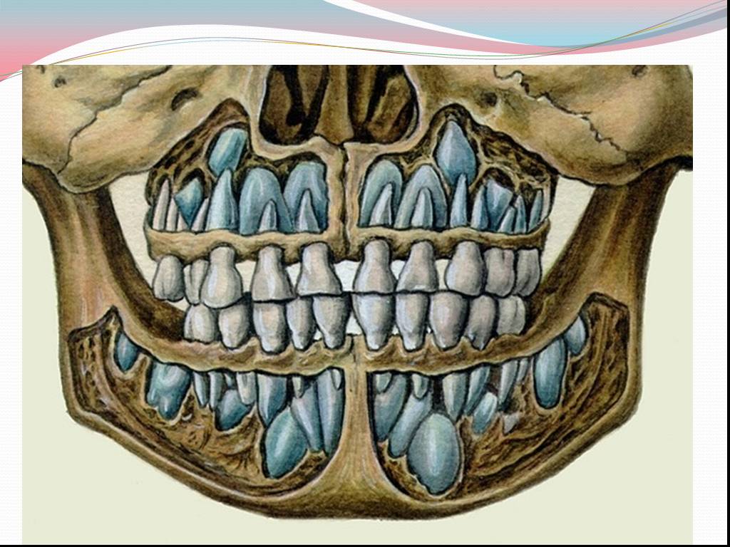 Детский череп фото. Снимок детской челюсти с зубами. Челюсть с молочными зубами.