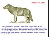 Ужасный волк. Он был крупнее и массивнее серого волка (1,5 м в длину, до 80 кг массой), отличался более короткими лапами и более крупными зубами. Это был стайный хищник, охотившийся на очень крупных зверей, таких как лошади и бизоны. Исчез ужасный волк около 10 тысяч лет назад - именно тогда, когда 