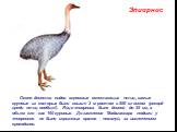 Эпиорнис. Около десятка видов огромных нелетающих птиц, самые крупные из которых были свыше 3 м ростом и 500 кг весом (рекорд среди птиц вообще!). Яйцо эпиорниса было длиной до 35 см, а объем его - как 160 куриных. До заселения Мадагаскара людьми у эпиорнисов не было серьезных врагов - пожалуй, за и