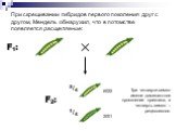 При скрещивании гибридов первого поколения друг с другом, Мендель обнаружил, что в потомстве появляется расщепление: F2: 3/4 1/4. Три четверти семян имели доминантное проявление признака, а четверть семян – рецессивное. 6022 2001