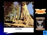 Вопрос 12. Род вечнозелёных хвойных деревьев. Относится к высочайшим деревьям (достигает высоты 110-112 метров и диаметр 6-10 метров). Живёт свыше 3000 лет. Секвойя.