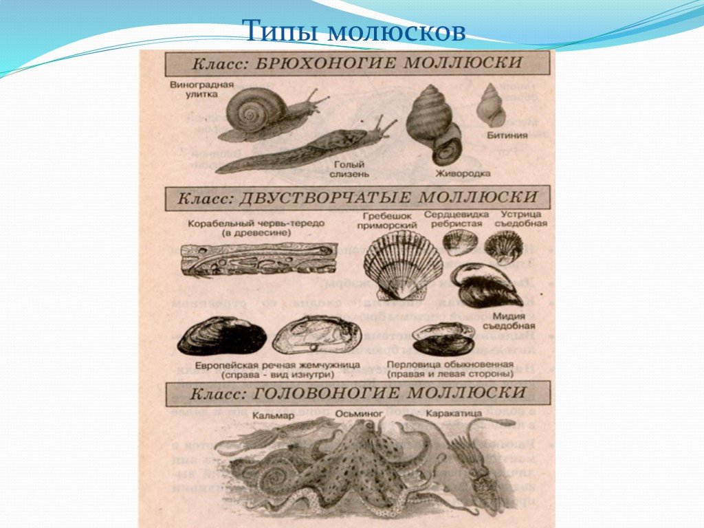 Моллюски тип кровеносной системы таблица. Сравнительная характеристика классов моллюсков. Таблица по биологии Тип моллюски. Тип моллюски характеристика классов. Таблица брюхоногие моллюски двустворчатое головоногие моллюски.