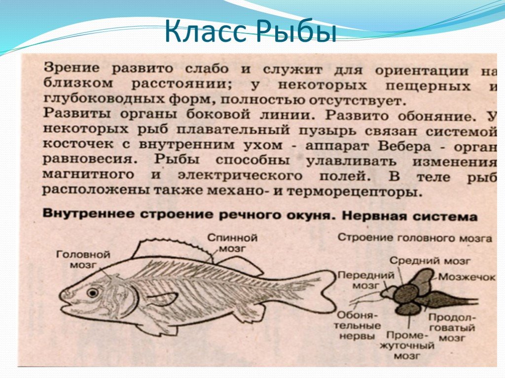 6 класс русский язык рыб. Доклад про рыб. Сообщение на тему рыбы. Сообщение о рыбах по биологии. Сообщение о рыбе 7 класс.
