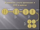 Изменение числа хромосом и ДНК в мейозе. мейоз I мейоз II 2 n 1chr 2 c 2 n 2 chr 4 c 1 n 2chr 2 c 1n 1chr 1 c