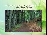 «В лесу есть все, что нужно для человека», - писал Сетон-Томпсон